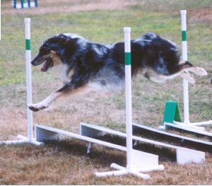 dog jumping over a broad jump