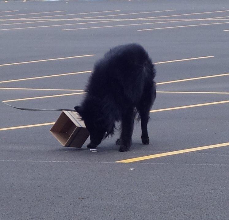 dog finding scent in a box
